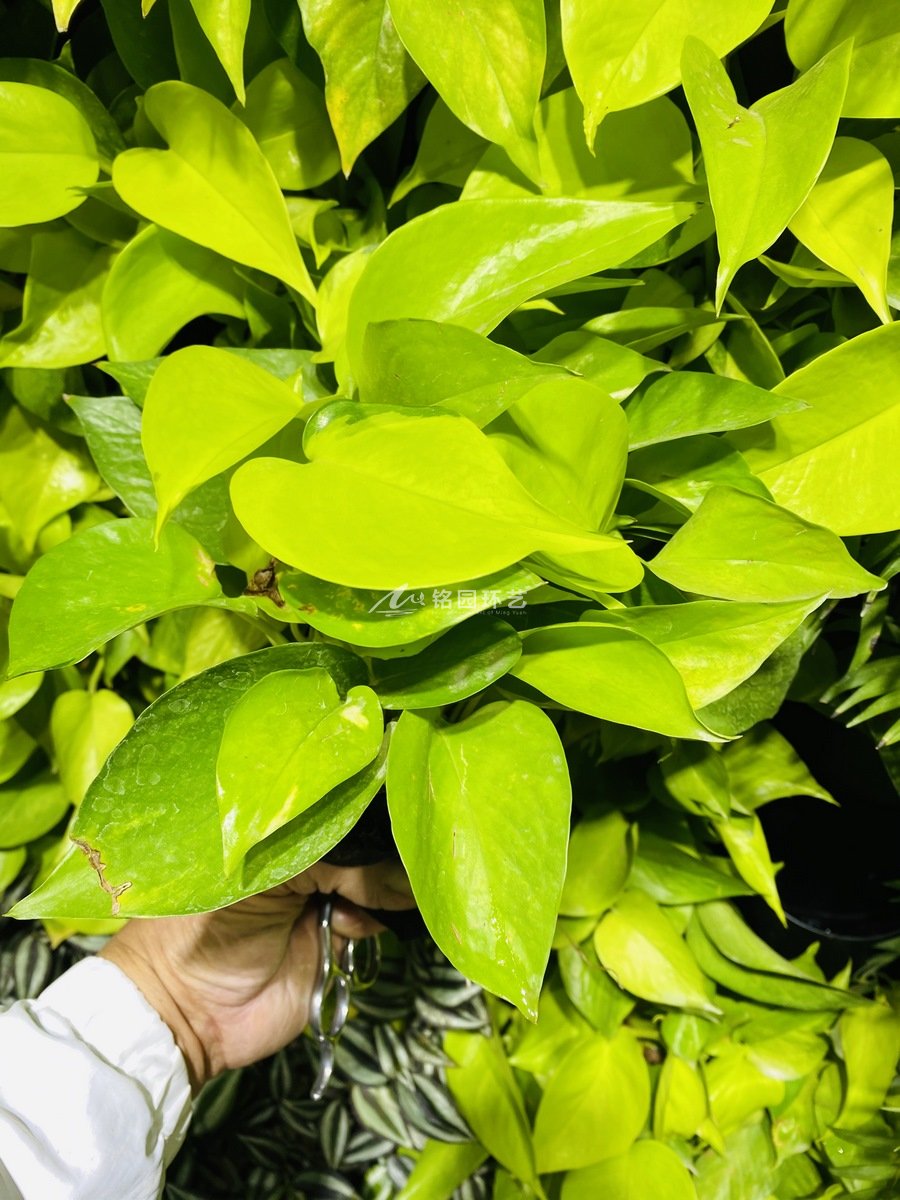 办公楼室内植物墙