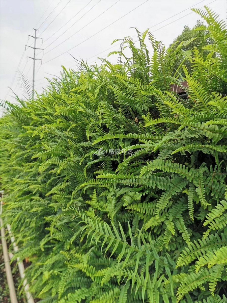 工业园室外植物墙