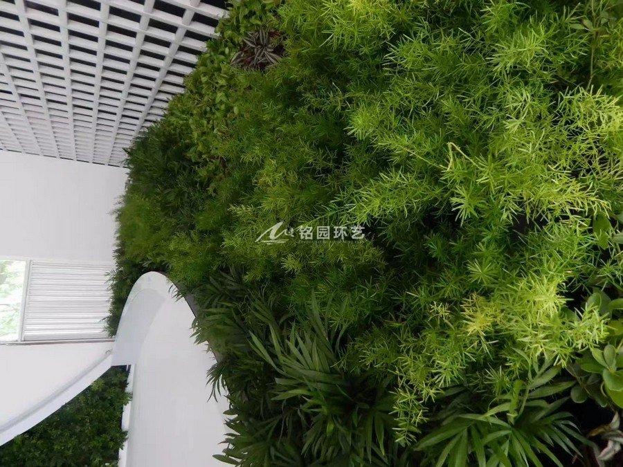 门头植物墙