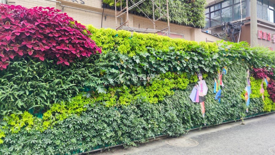 荷花池植物墙