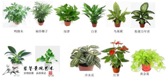 植物墙价钱